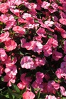 /Images/johnsonnursery/product-images/Impatien Sunpatien Spreading Shell Pink_1nw3zlqf0.jpg